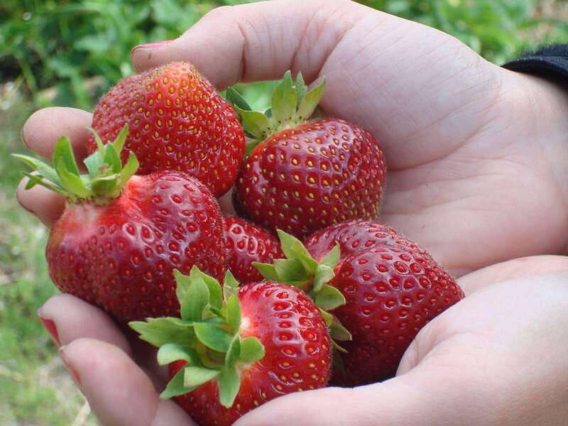quebec-city-agricultural-walking-tour-on-ile-dorleans