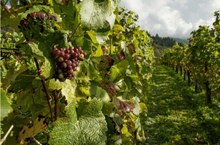 quebec-city-island-of-orleans-wine-tour