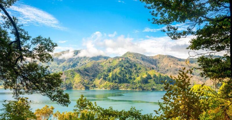Queen Charlotte Track: Cruise & Self-Guided Hike from Picton - The Complete Picture: What to Expect on This Tour