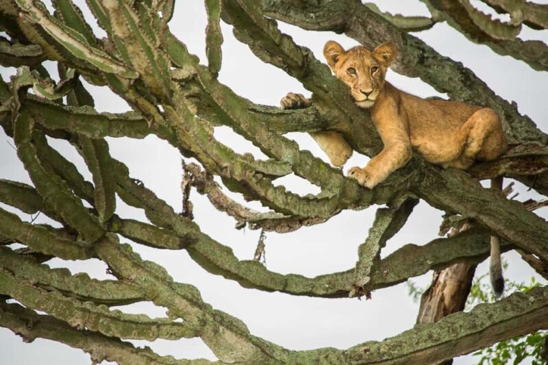 Queen Elizabeth National Park: 2 Days Wildlife Safari - Engaging Summary
