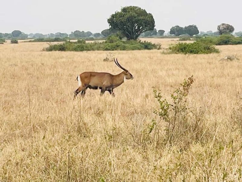 Queen Elizabeth National Park 3-Day Trip from Kampala - A Detailed Look at the 3-Day Queen Elizabeth Park Tour