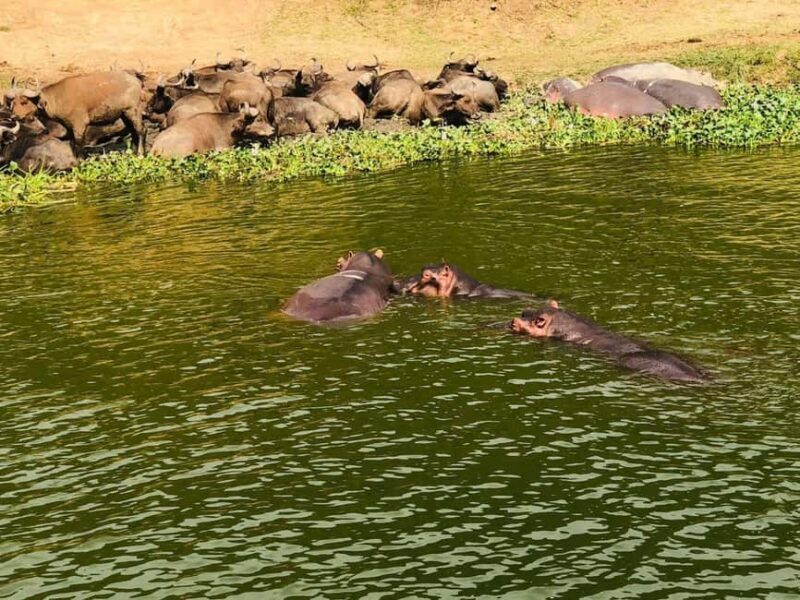 Queen Elizabeth National Park 3-Day Trip from Kampala - Points to Consider