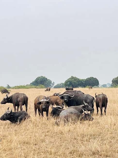 Queen Elizabeth National Park 3-Day Trip from Kampala - The Sum Up