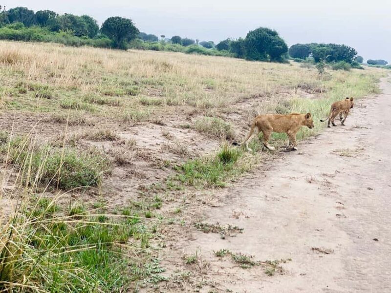 Queen Elizabeth National Park 3-Day Trip from Kampala - FAQ