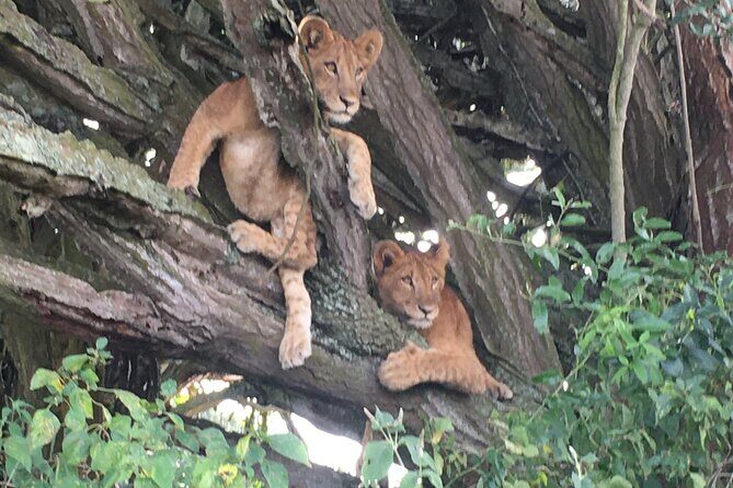Queen Elizabeth Open Safari Jeeps for game drives. - Final Thoughts
