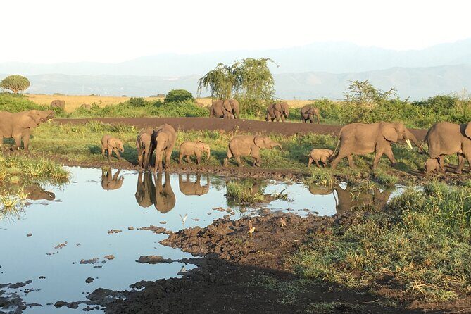 Queen Elizabeth Open Safari Jeeps for game drives. - FAQs