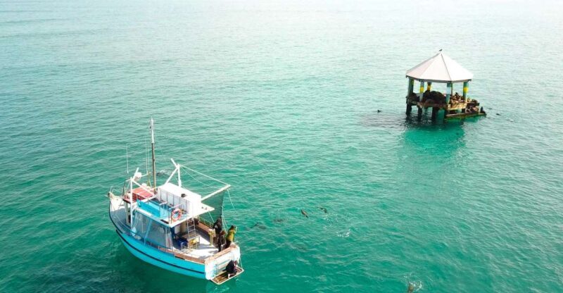 Queenscliff: 1.5hr Harbour Wildlife Sightseeing Cruise Tour - Introduction: Soaked in Coastal Charm and Wildlife