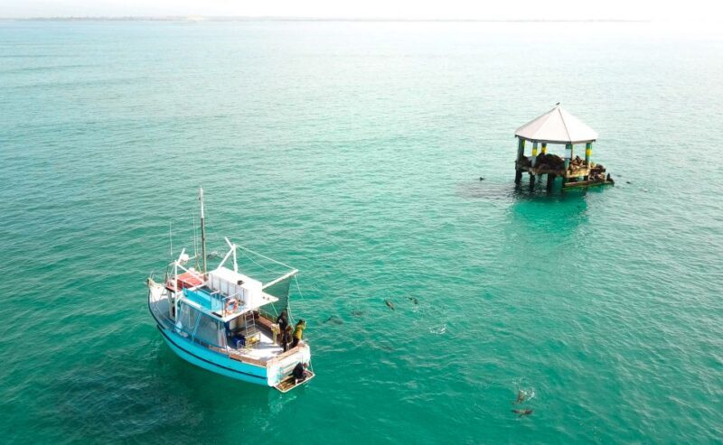 Queenscliff: 1.5hr Harbour Wildlife Sightseeing Cruise Tour - Analyzing the Value