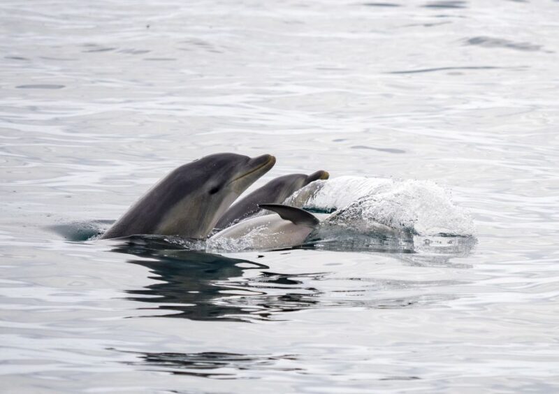 Queenscliff: 1.5hr Harbour Wildlife Sightseeing Cruise Tour - Who Will Love This Tour?