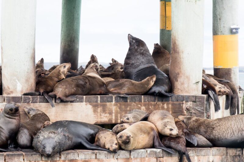 Queenscliff: 1.5hr Harbour Wildlife Sightseeing Cruise Tour - FAQs