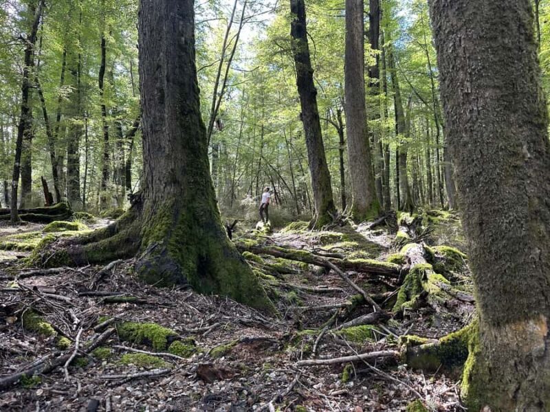 Queenstown: Glenorchy Private Tour with Hotel Pickup - Who Is This Tour Best For?