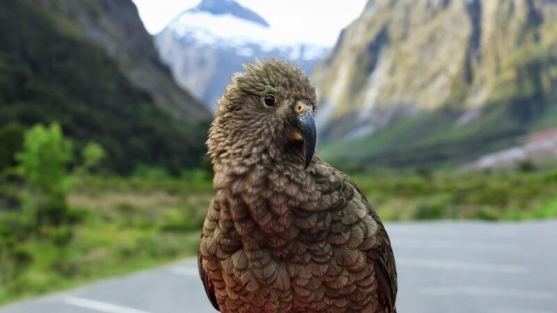 Queenstown: Milford Sound Small-Group Tour w Cruise & Lunch - Duration & Timing