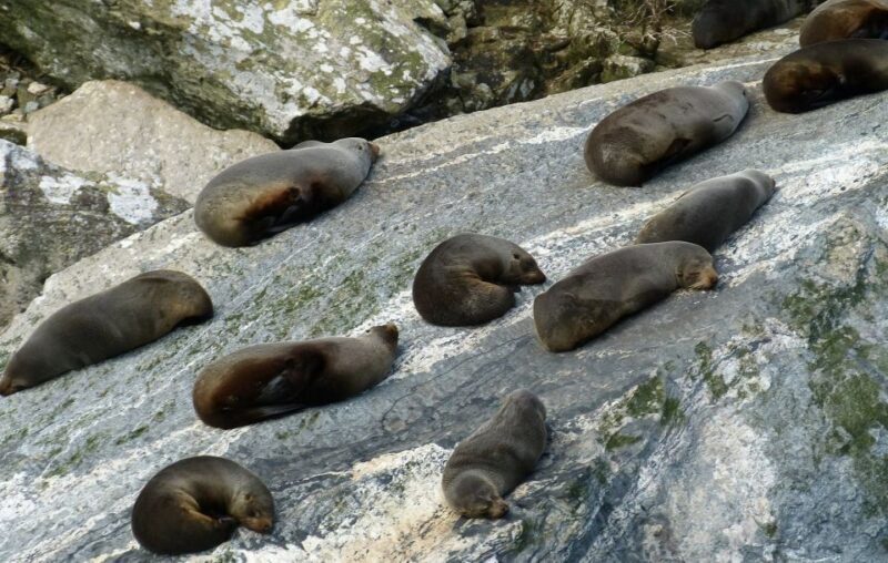 Queenstown: Milford Sound Small-Group Tour w Cruise & Lunch - The Sum Up