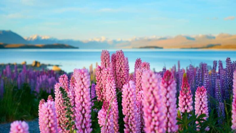 Queenstown: Private Day Trip to Lake Tekapo, Pukaki & More - An Overview of the Experience