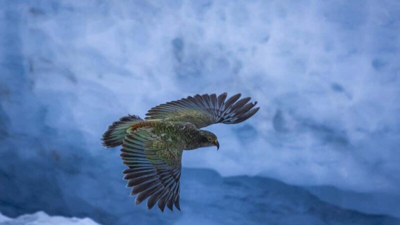 Queenstown to Franz Josef small group tour (one-way) - Who Will Love This Tour?