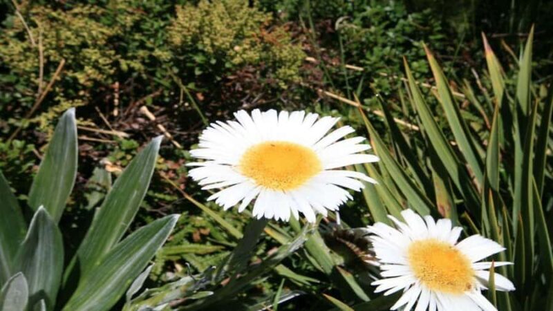 Queenstown to Tekapo Small Group Tour One Way - An In-Depth Look at the Queenstown to Tekapo Small Group Tour