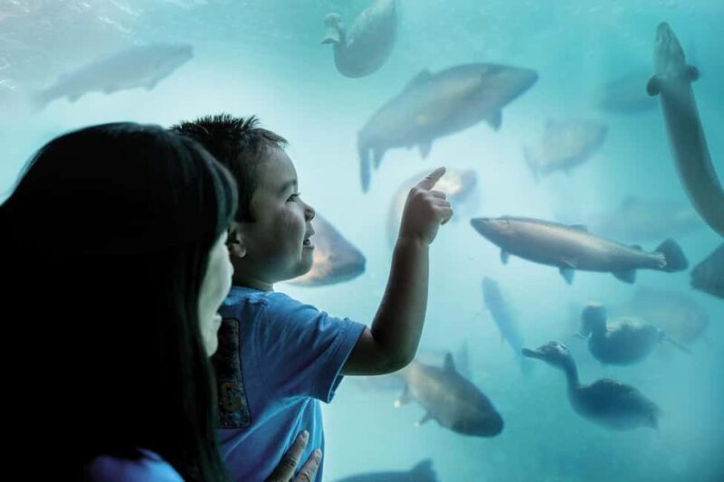 Queenstown: Underwater Theatre Experience Entry Ticket - The Experience Breakdown: What to Expect