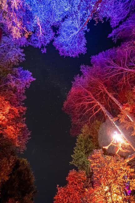 Queenstown: Whimsical Sensory Night Walk at LUMA Enchanted - An In-Depth Look at the LUMA Enchanted Night Walk