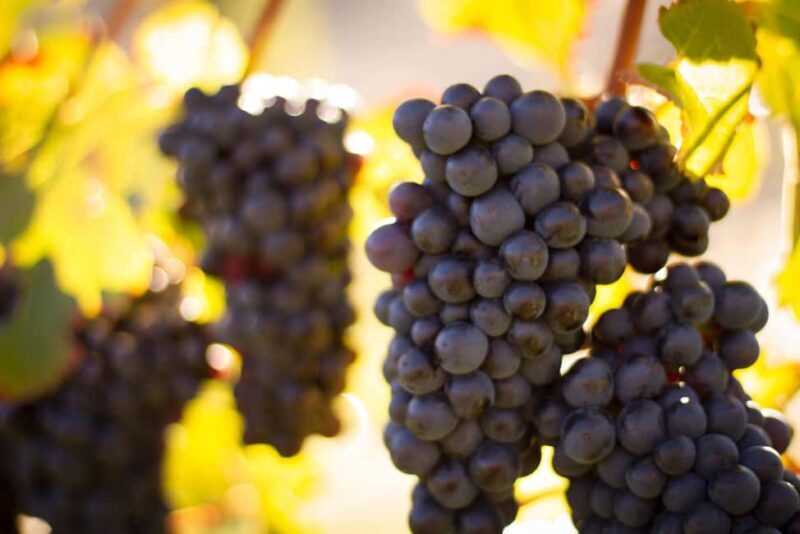 Queenstown: Wine & Food Tour, Scenic Tastings & Paired Lunch - Additional Perks & Practicalities