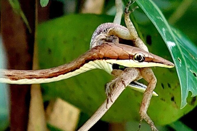 quepos-manuel-antonio-park-nature-guided-tour