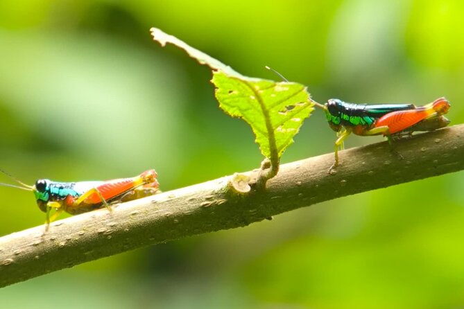 quepos-manuel-antonio-park-nature-guided-tour