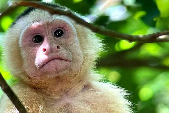 quepos-manuel-antonio-park-nature-guided-tour