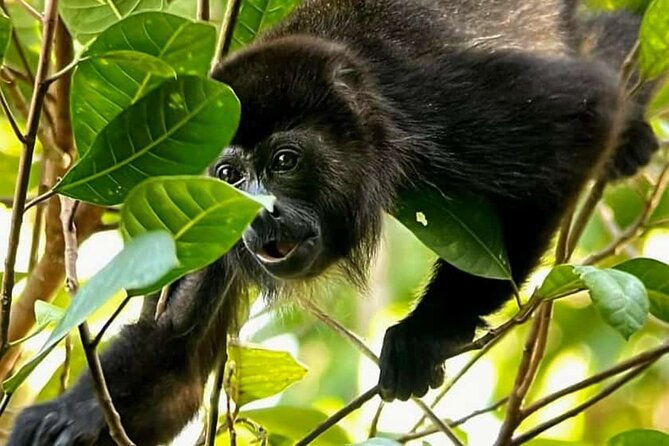 quepos-manuel-antonio-park-nature-guided-tour