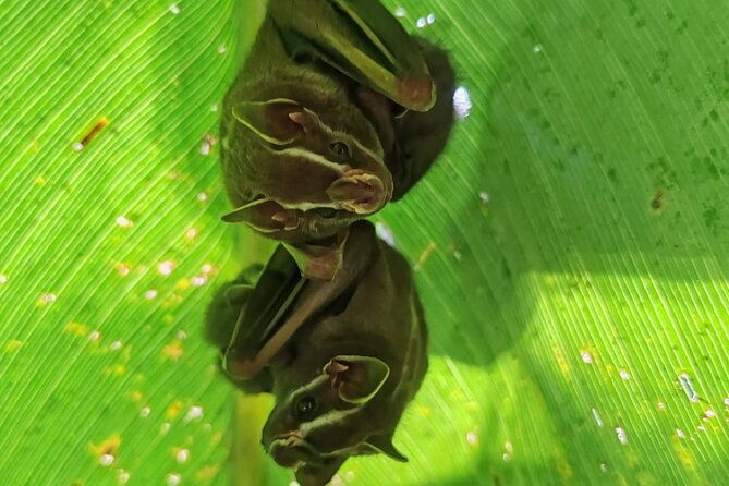 quepos-manuel-antonio-park-nature-guided-tour