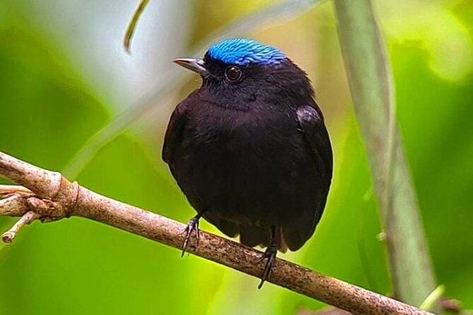 quepos-manuel-antonio-park-nature-guided-tour