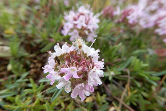 querceti-di-quasano-excursion-in-the-alta-murgia-national-park