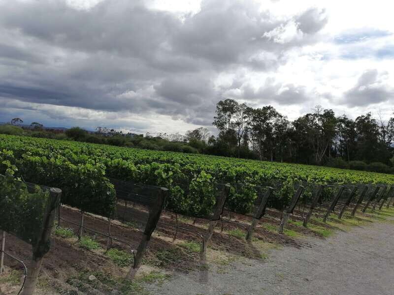 Querétaro: Haciendas, Vineyards, and Magical Towns Day Trip - Authentic Insights From Reviews