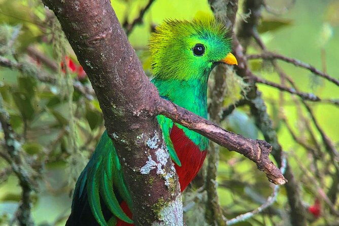 quetzal-birdwatching-experience-at-san-gerardo-de-dota-private-tour
