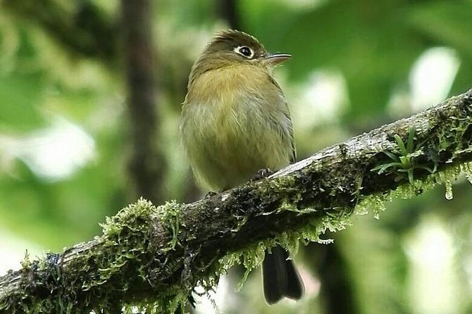 quetzal-birdwatching-experience-at-san-gerardo-de-dota-private-tour