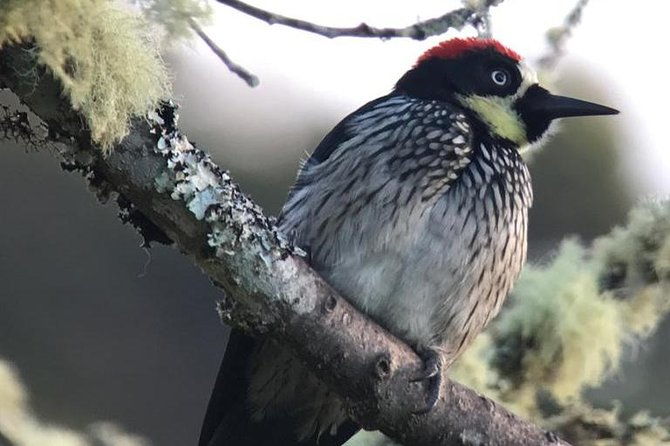 quetzal-birdwatching-experience-at-san-gerardo-de-dota-private-tour