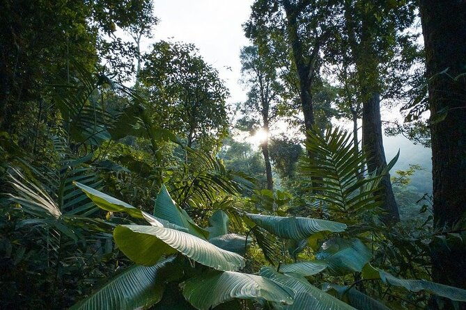 quetzal-quest-birdwatching-adventure-at-rey-tepepul-lookout