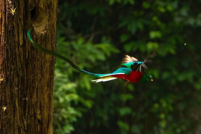 quetzal-quest-birdwatching-adventure-at-rey-tepepul-lookout