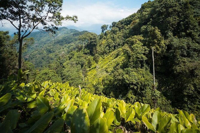 quetzal-quest-birdwatching-adventure-at-rey-tepepul-lookout