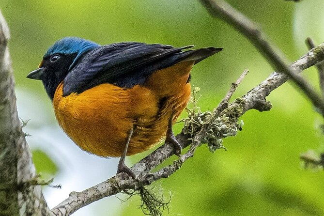 quetzal-quest-birdwatching-adventure-at-rey-tepepul-lookout