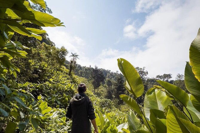 quetzal-quest-birdwatching-adventure-at-rey-tepepul-lookout