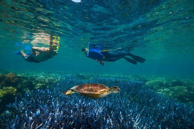 Quicksilver Great Barrier Reef Snorkel Cruise from Port Douglas - The Experience in Detail