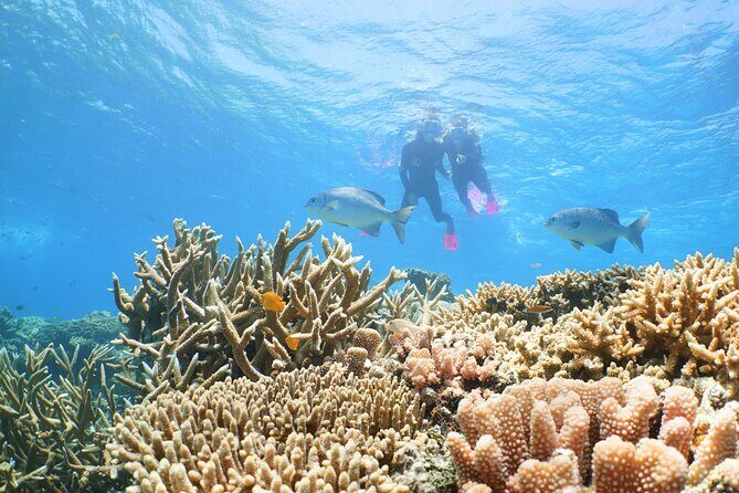 Quicksilver Outer Great Barrier Reef Snorkel Cruise from Palm Cove - Analyzing the Cost: Is It Worth It?