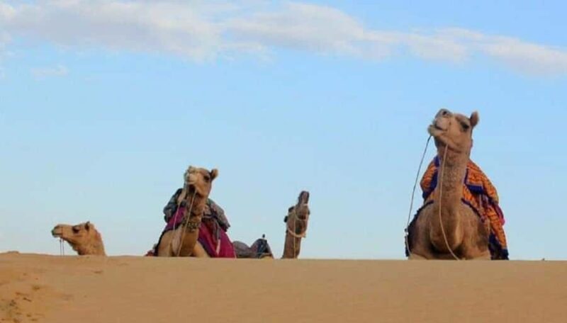 Quiet & Peaceful Desert Experience At Luxury Desert Camp - Practical Tips for Travelers