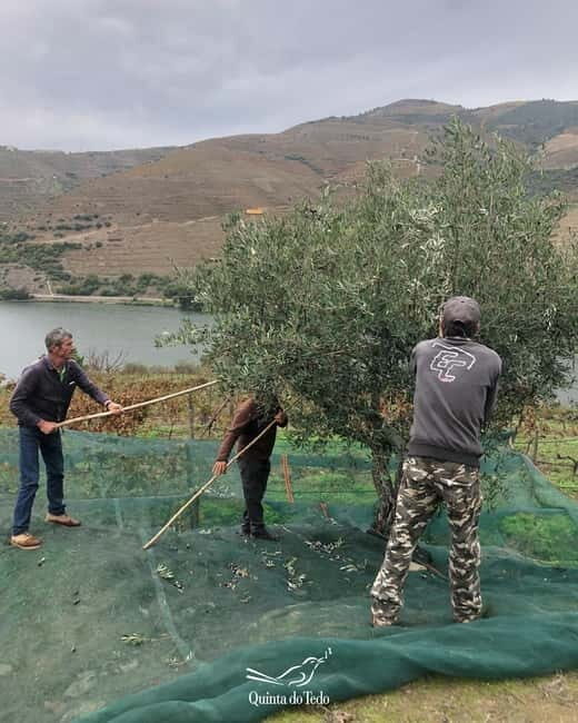 Quinta do Tedo: Olive Oil Tasting - The Value of This Experience