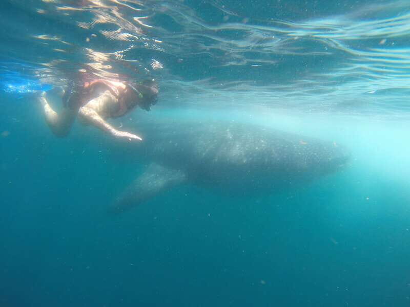Quintana Roo: Whale Shark Swim, Private Boat Trip, and Lunch - Why This Tour Offers Great Value