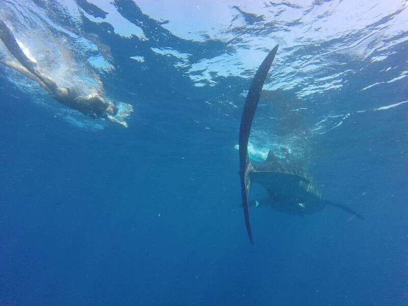 Quintana Roo: Whale Shark Swim, Private Boat Trip, and Lunch - FAQs