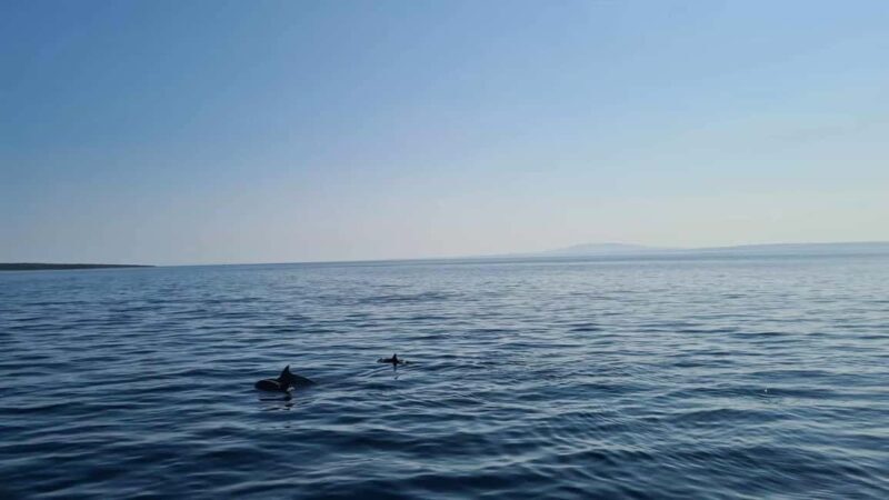 Rab: Zavratnica, Goli Otok and Sveti Grgur Boat Tour - Authentic Experiences and honest insights from reviews