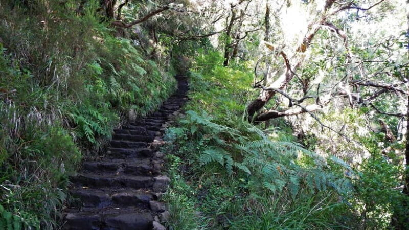 Rabaçal: 25 Fontes & Risco Levada Hiking Transfer - What Makes This Tour Stand Out