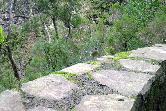 rabacal-risco-25-sources-levada-walk