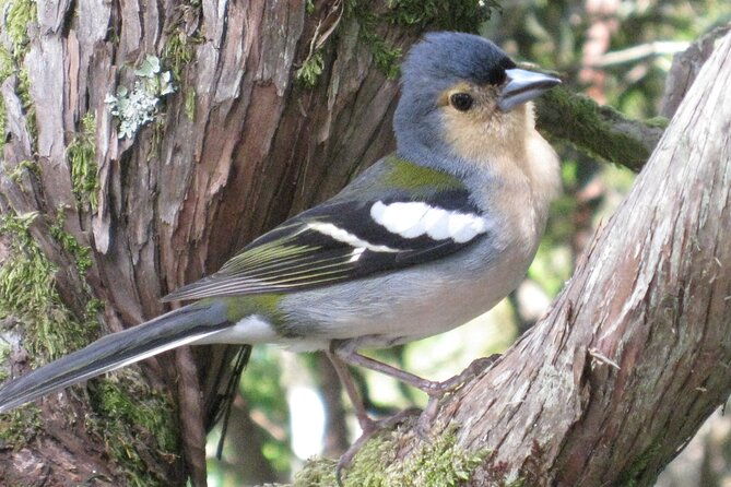 rabacal-risk-25-fountains-full-day-walk