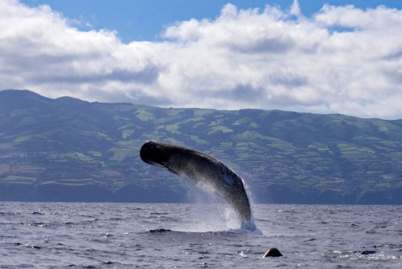 rabo-de-peixe-sperm-whale-sanctuary-expedition